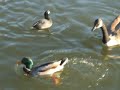 Crazy Ducks at Hart Park 2