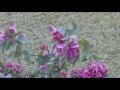 Panasonic ag-dvx100b test