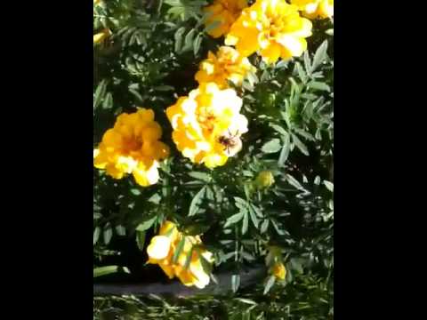 how to transplant gymea lily
