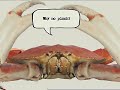 Honda Element Gil \"The Crab\"