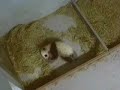 Mei Lan 12-19, Baby Giant Panda