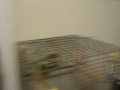 The Video about the Bird