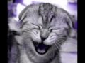 rehab cat!
