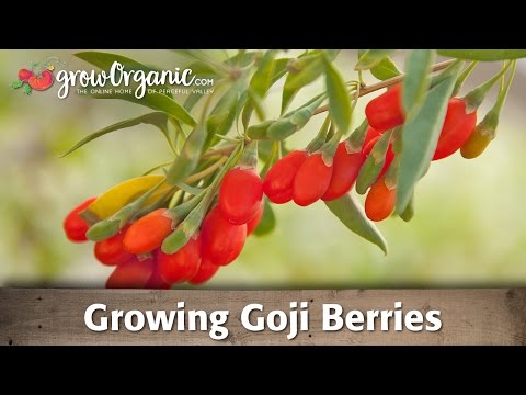 Growing Goji Berries