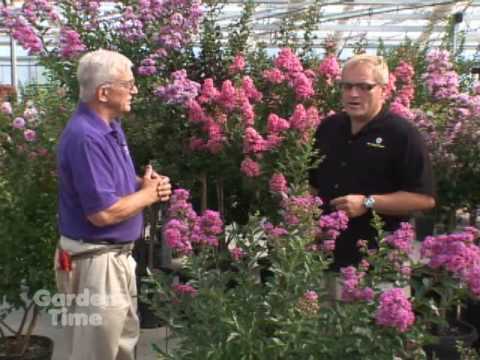 how to care crape myrtle