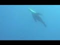 Sea Lion Assault Sea Lion Assault