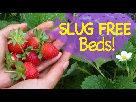 how to control slugs