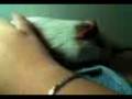 videos de kiro y sus coskillas