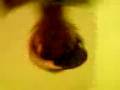 videos de MOV00786