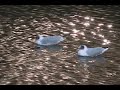 Seagulls
