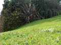 Cutting a steep area of lawn with a ride on mower