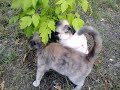 Приставучая кошка.3gp