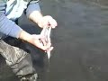 Cleaning a Trout