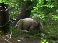 Ciganska OVCA usred Zarkova!