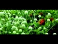 Raju Awara Oriya Movie... View Video