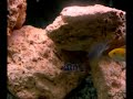 Demasoni Release Demasoni Release