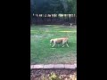 Click here to watch this video Polly