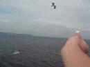 The seagull caught the snack food