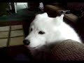 うたう犬動画
