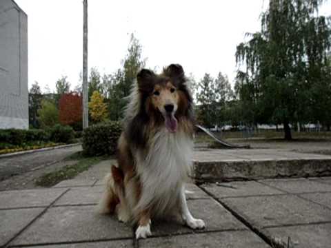 YouTube Трейлер