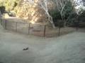 Jumping my nitro Firestorm BAD LANDING