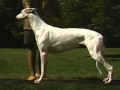 Greyhound