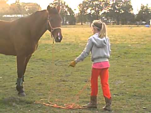 how to properly lunge a horse