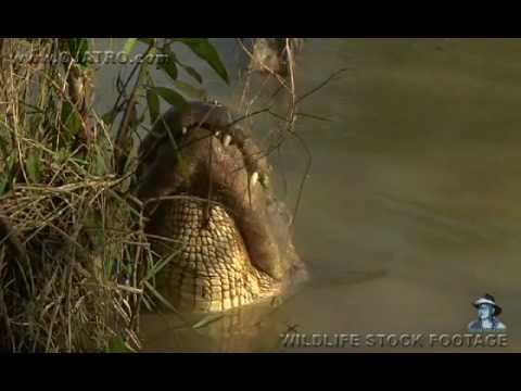 Male Alligator