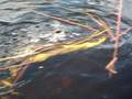 Trip to the Everglades FL