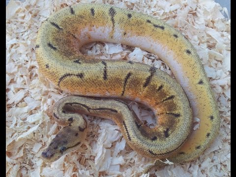 YouTube reptile video