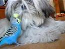 Fuji playing with Paquito (The Parakeet) III