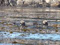 Wild Otters of Monterey Bay
