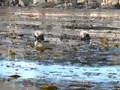 Wild Otters of Monterey Bay