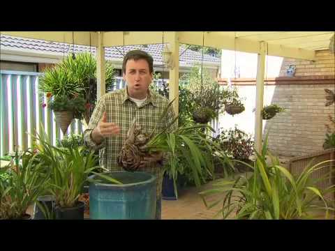 how to replant cymbidium orchids
