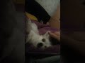2013-11-26_극세사이불과 포동이