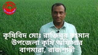 ধানের ব্লাস্ট রোগ ও তার প্রতিকার