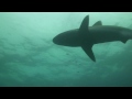 Silvertip sharks Cocos Island Silvertip sharks Cocos Island