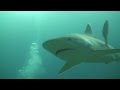 Silvertip sharks Cocos Island