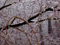 Freezing Rain