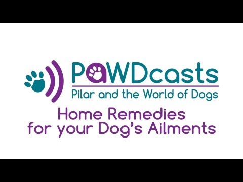 how to treat upset stomach in a dog