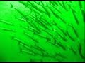 Barracuda - Ass Up Barracuda - Ass Up