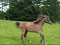GA E-Khlipse (HG Esquire x Prinzes Kool)