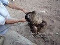 bezerra de 2 cabeças fenômeno ou aberração?