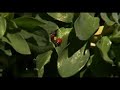 California Heartland-Homegrown:Backyard Pest Control