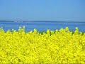 Brodten und das Brodtener Ufer bei Niendorf Brodten und das Brodtener Ufer bei Niendorf