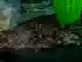 Brackish Tank Brackish Tank