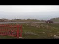 Fox on the run Bonavista