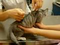 子猫、ワクチン注射に動ぜず・・・