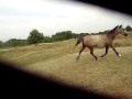 les sauts bizares de Quéops