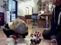 videos de The Top Selling Toy Techno Robotic Puppy is Value Priced